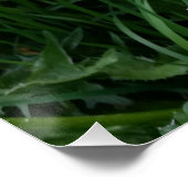 タンポポ花 ポスター (コーナー)