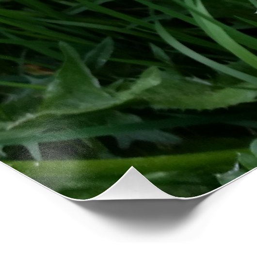 タンポポ花 ポスター (コーナー)