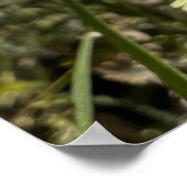 タンポポ花 ポスター (角)