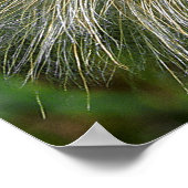 タンポポ花 ポスター (角)