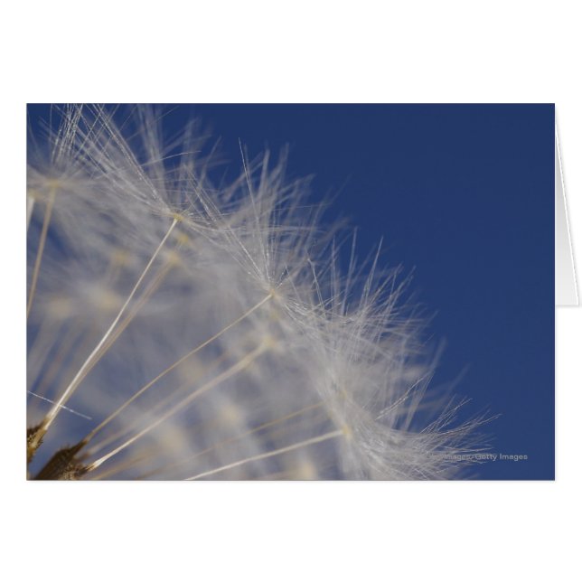 タンポポ (正面横)