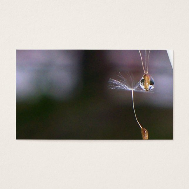 タンポポ (正面)