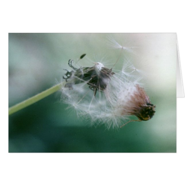 タンポポ (正面横)