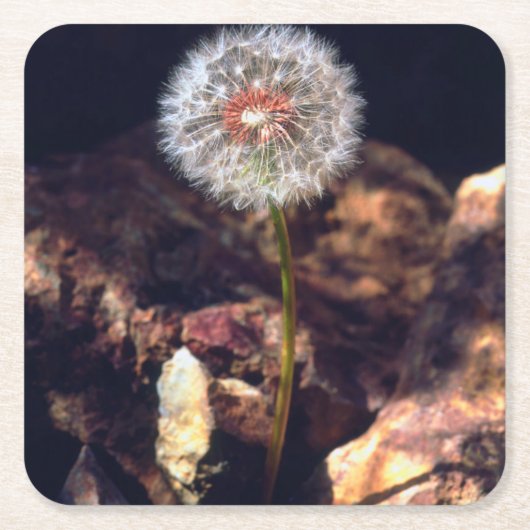 タンポポ スクエアペーパーコースター (正面)