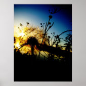 タンポポ ポスター (正面)