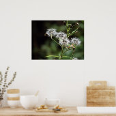 タンポポ ポスター (キッチン)