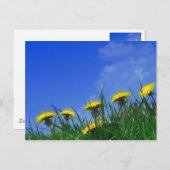 タンポポ ポストカード (正面/裏面)