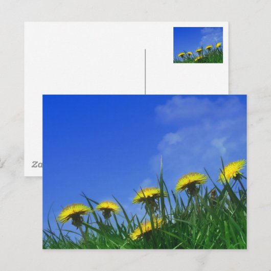 タンポポ ポストカード (正面/裏面)