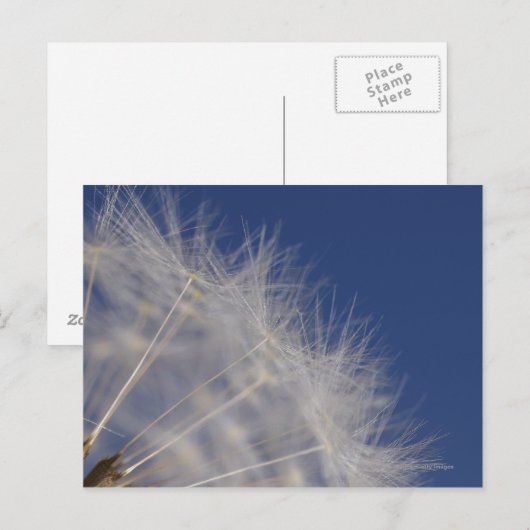 タンポポ ポストカード (正面/裏面)
