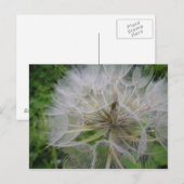 タンポポ ポストカード (正面/裏面)