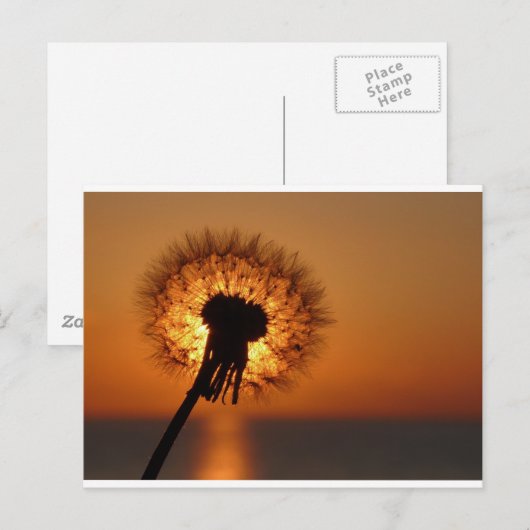 タンポポ ポストカード (正面/裏面)