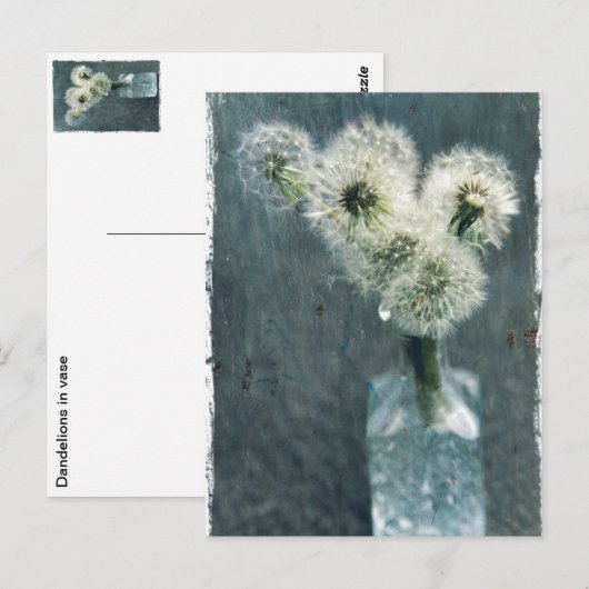 タンポポ ポストカード (正面/裏面)