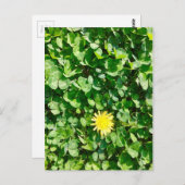 タンポポ ポストカード (正面/裏面)