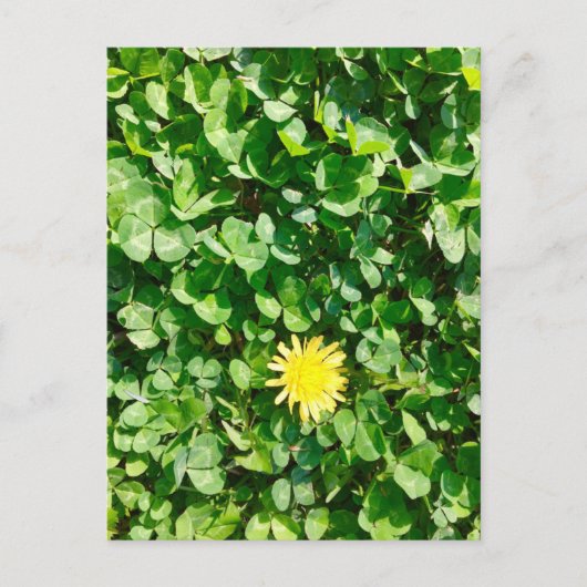 タンポポ ポストカード (正面)