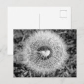 タンポポ ポストカード (正面/裏面)