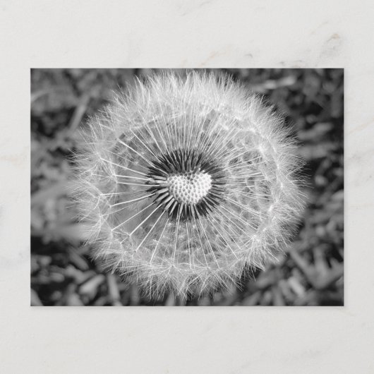 タンポポ ポストカード (正面)
