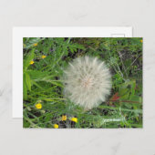 タンポポ ポストカード (正面/裏面)