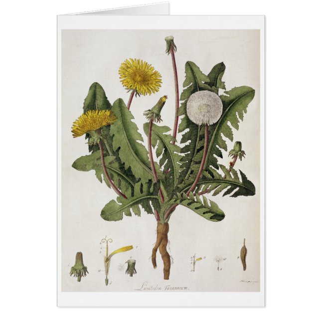 タンポポ(色の版木、銅版、版画) (正面)