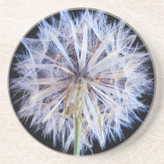 タンポポ (Taraxacum Officinale) 種子 コースター (正面)