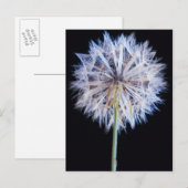 タンポポ (Taraxacum Officinale) 種子 ポストカード (正面/裏面)