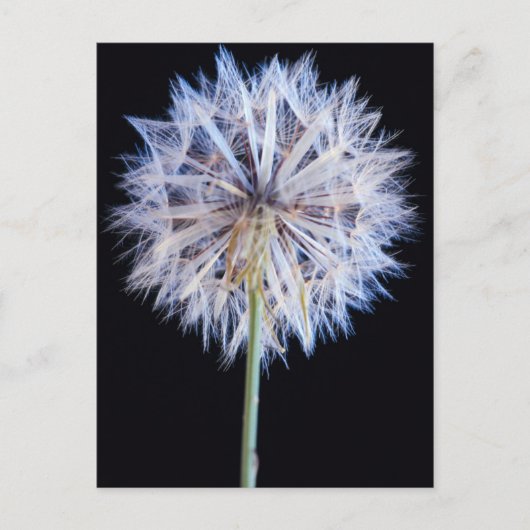 タンポポ (Taraxacum Officinale) 種子 ポストカード (正面)