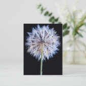 タンポポ (Taraxacum Officinale) 種子 ポストカード (スタンド正面)