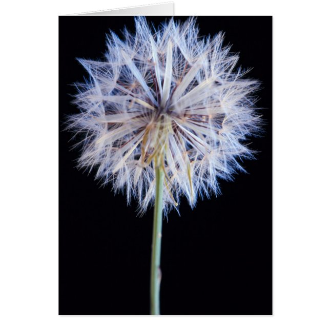タンポポ (Taraxacum Officinale) 綿毛 (正面)
