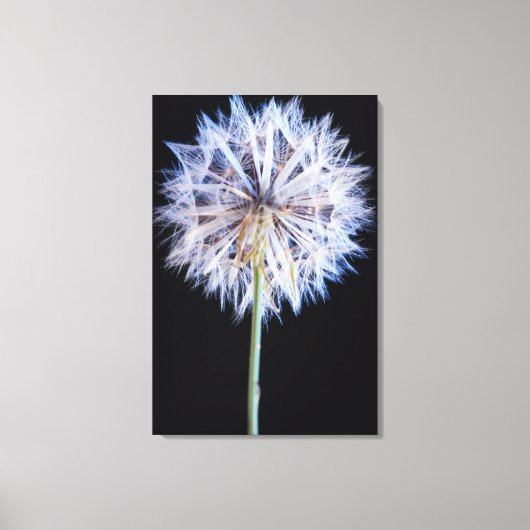 タンポポ (Taraxacum Officinale) 綿毛 キャンバスプリント (正面)