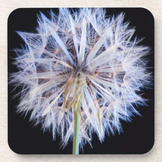 タンポポ (Taraxacum Officinale) 綿毛 コースター (正面)