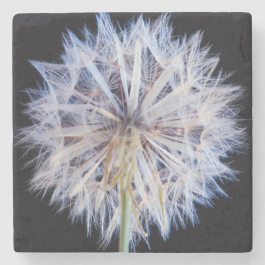 タンポポ (Taraxacum Officinale) 綿毛 ストーンコースター (正面)