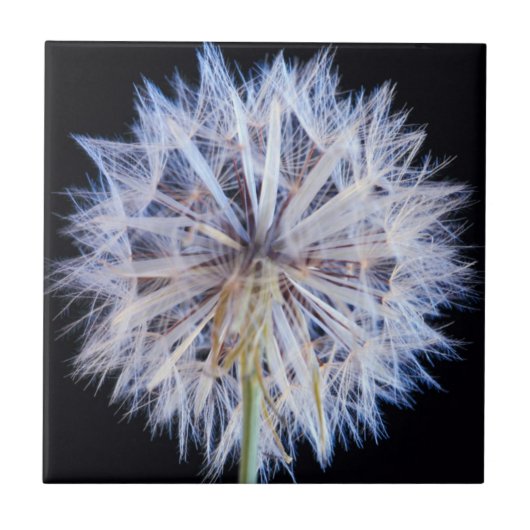 タンポポ (Taraxacum Officinale) 綿毛 タイル (正面)