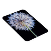 タンポポ (Taraxacum Officinale) 綿毛 マグネット (右側)