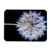 タンポポ (Taraxacum Officinale) 綿毛 マグネット (横)