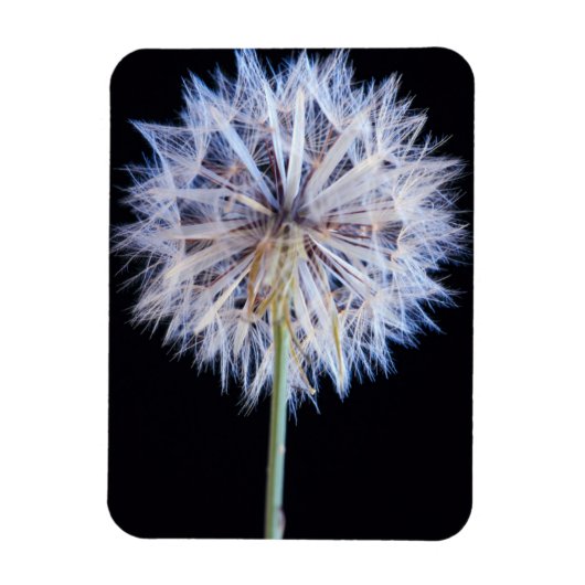 タンポポ (Taraxacum Officinale) 綿毛 マグネット (縦)