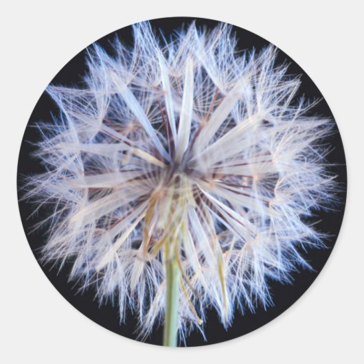タンポポ (Taraxacum Officinale) 綿毛 ラウンドシール (正面)