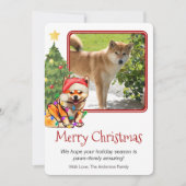 タン柴犬とクリスマスツリーペットドッグワンフォト シーズンカード (正面)