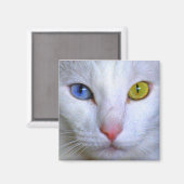 ターキッシュアンゴラキャットオッドアイマグネット マグネット (正面/裏面)