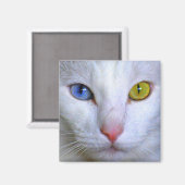 ターキッシュアンゴラキャットオッドアイマグネット マグネット (正面/裏面)