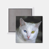 ターキッシュアンゴラキャットマグネット マグネット (正面/裏面)