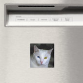 ターキッシュアンゴラキャットマグネット マグネット (インサイチュ (食洗機))