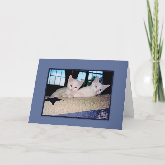 ターキッシュアンゴラ子猫グリーティングカード カード (正面)