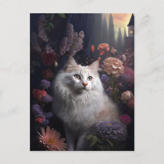 ターキッシュアンゴラ猫はがき ポストカード (正面)