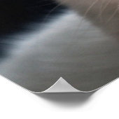 ターキッシュアンゴラ猫 ポスター (角)