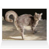 ターキッシュキャットオンザアンティークカーペット (内部横(上))