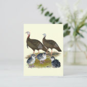 ターキーズイースタンワイルドファミリー ポストカード (スタンド正面)