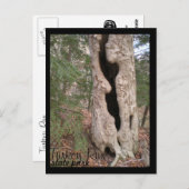 ターキー走州パークHallow Tree ポストカード (正面/裏面)