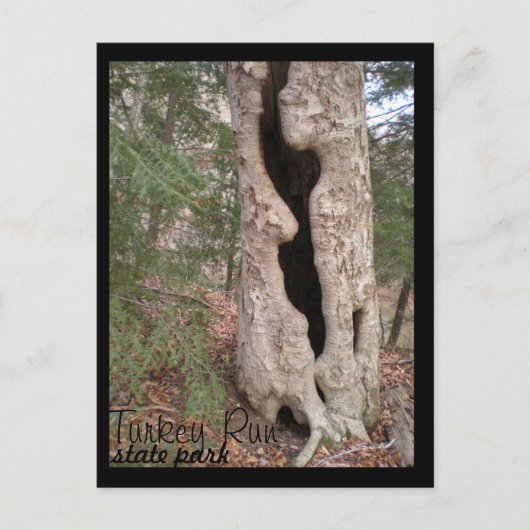 ターキー走州パークHallow Tree ポストカード (正面)