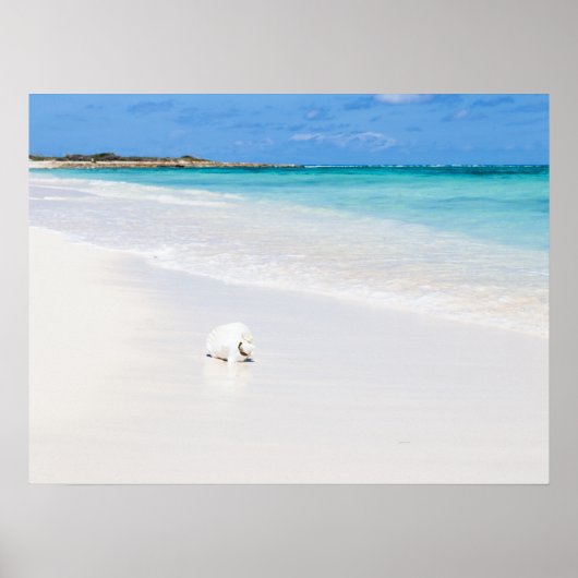 タークス・カイコス諸島 ポスター (正面)