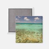 タークス・カイコス、グランドターク島、コックバーン2 マグネット (正面/裏面)