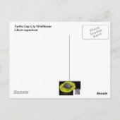 タークズキャップリリー野花 ポストカード (裏面)